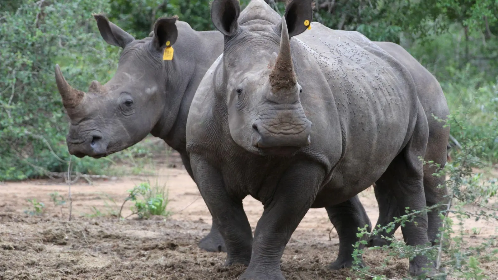 Die Hörner von Nashörnern sind heiß begehrt - vor allem in Asien. (Foto: Kristin Palitza/dpa)