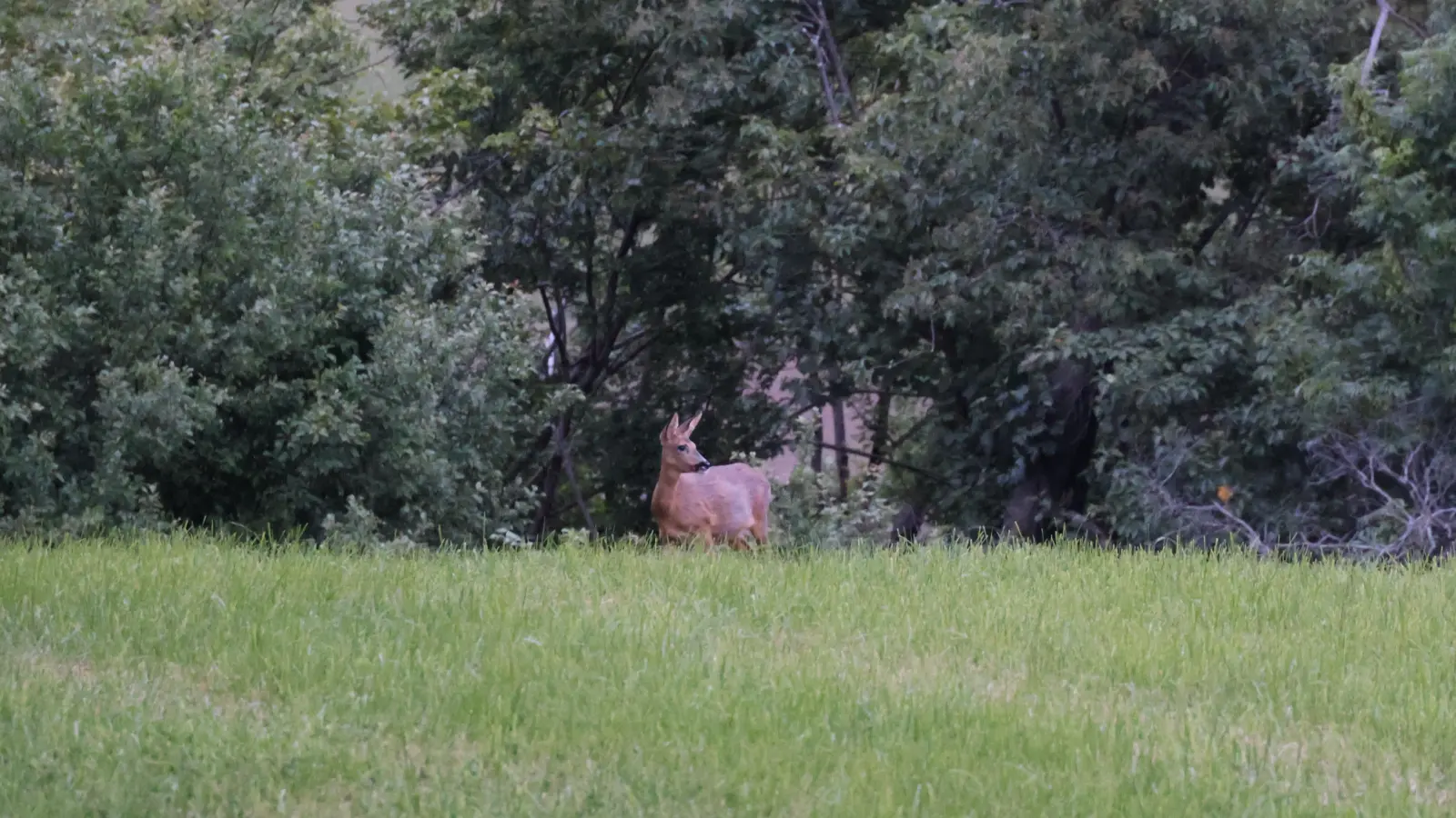 Die Jagd auf Rehwild soll auch ohne Streckenliste möglich sein. Die Novelle des Bayerischen Jagdgesetzes sieht es vor. Diese soll noch im März verabschiedet werden. Die Jagdgenossen können wählen.  (Foto: Daniel Schumacher)