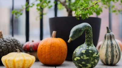 Der Kürbis hat viele Formen: Verschiedene bunte Kürbisse liegen auf einem Balkon. (Archivbild) (Foto: Rolf Vennenbernd/dpa)