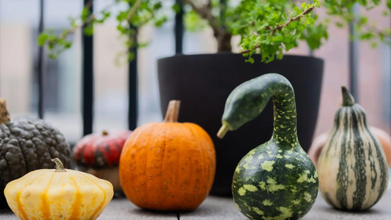Der Kürbis hat viele Formen: Verschiedene bunte Kürbisse liegen auf einem Balkon. (Archivbild) (Foto: Rolf Vennenbernd/dpa)
