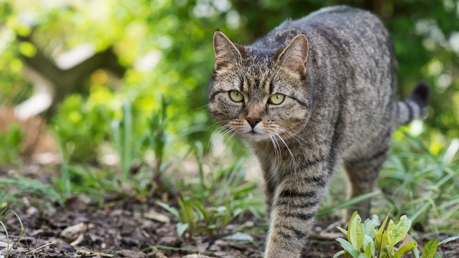 In der Natur stromern: Ist die Bindung zum Heim gefestigt, bietet der Garten eine Möglichkeit für einen kontrollierten Freigang. (Foto: Franziska Gabbert/dpa-tmn)