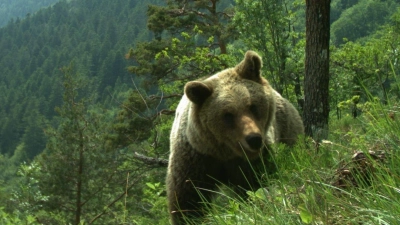 Das Trentino gilt als die Bären-Region Italiens. (Foto: Matteo Zeni/Servizio Faunistico/dpa)