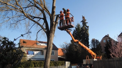 Von einer Hebebühne aus kappten die Mitarbeiter des Bauhofs zunächst die Äste der stattlichen Linde, bevor sie deren Stamm in Scheiben abtrugen. (Foto: Peter Zumach)