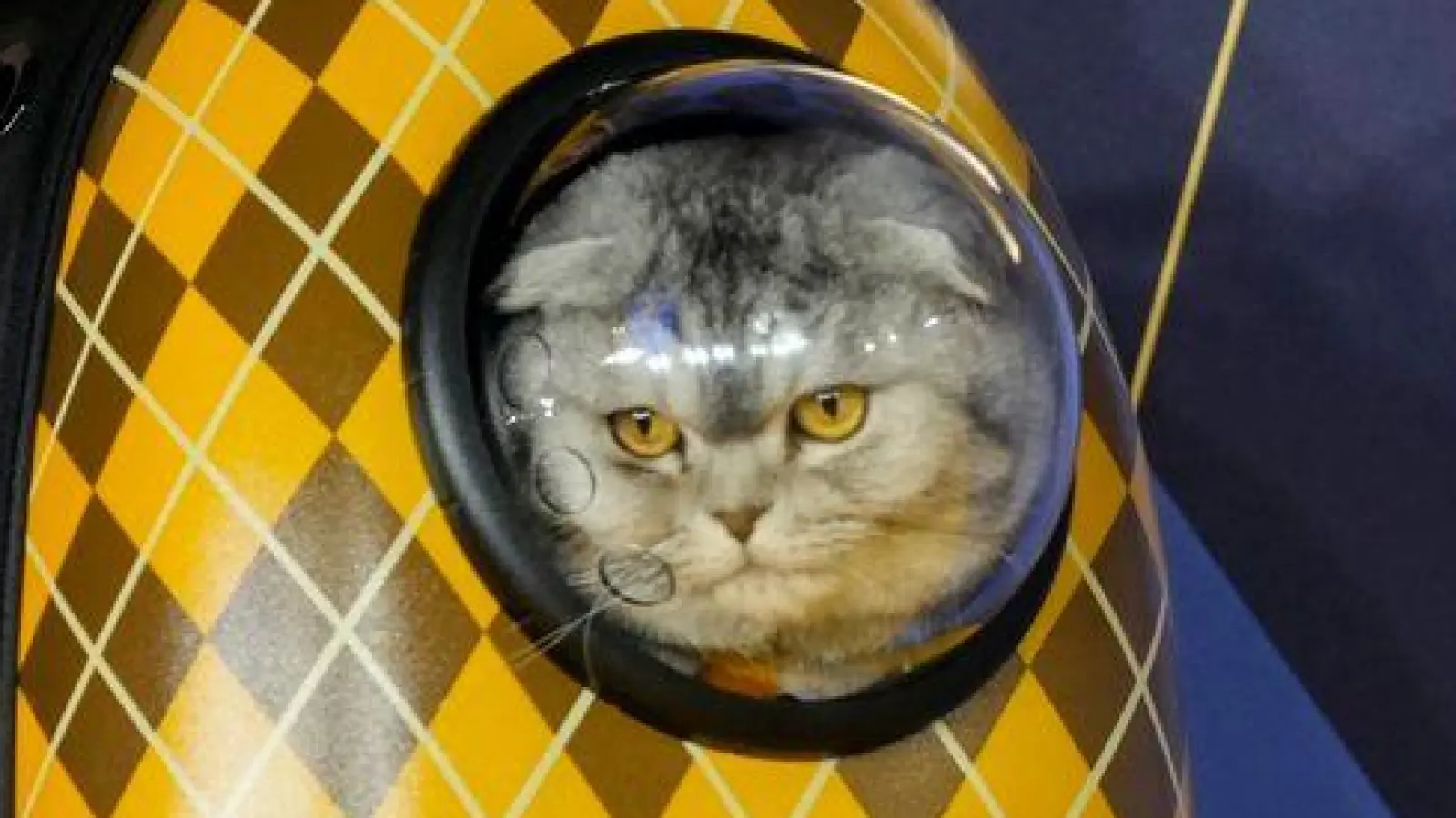 Tierschützer kritisieren nicht nur, dass Claudia Schiffers Katze im Rucksack steckte. Die Rasse Scottish Fold sehen sie als Qualzucht.  (Foto: Scott A Garfitt/Invision/AP)