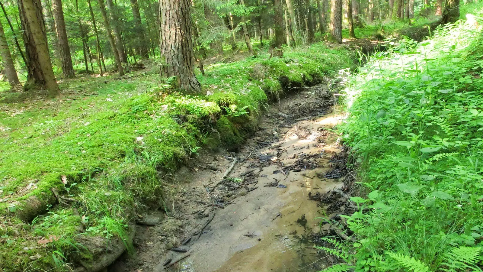 Dieses Foto zeigt laut Bund Naturschutz den Ellenbach am Ende des sehr heißen und trockenen Monats Juni. Eigentlich sollten behördliche Auflagen trotz der Förderung von Trinkwasser einen Mindestfluss an Wasser garantieren.  (Foto: Bund Naturschutz/Maria Hetzel)