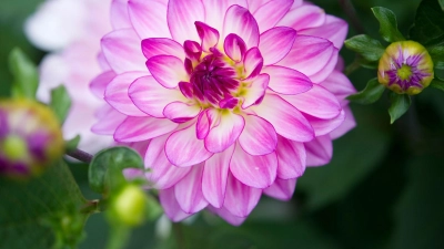 Mit leuchtenden Farben und großen Blüten verwandeln Dahlien jedes Beet in ein Feuerwerk der Lebensfreude. (Foto: Franziska Gabbert/dpa-tmn)