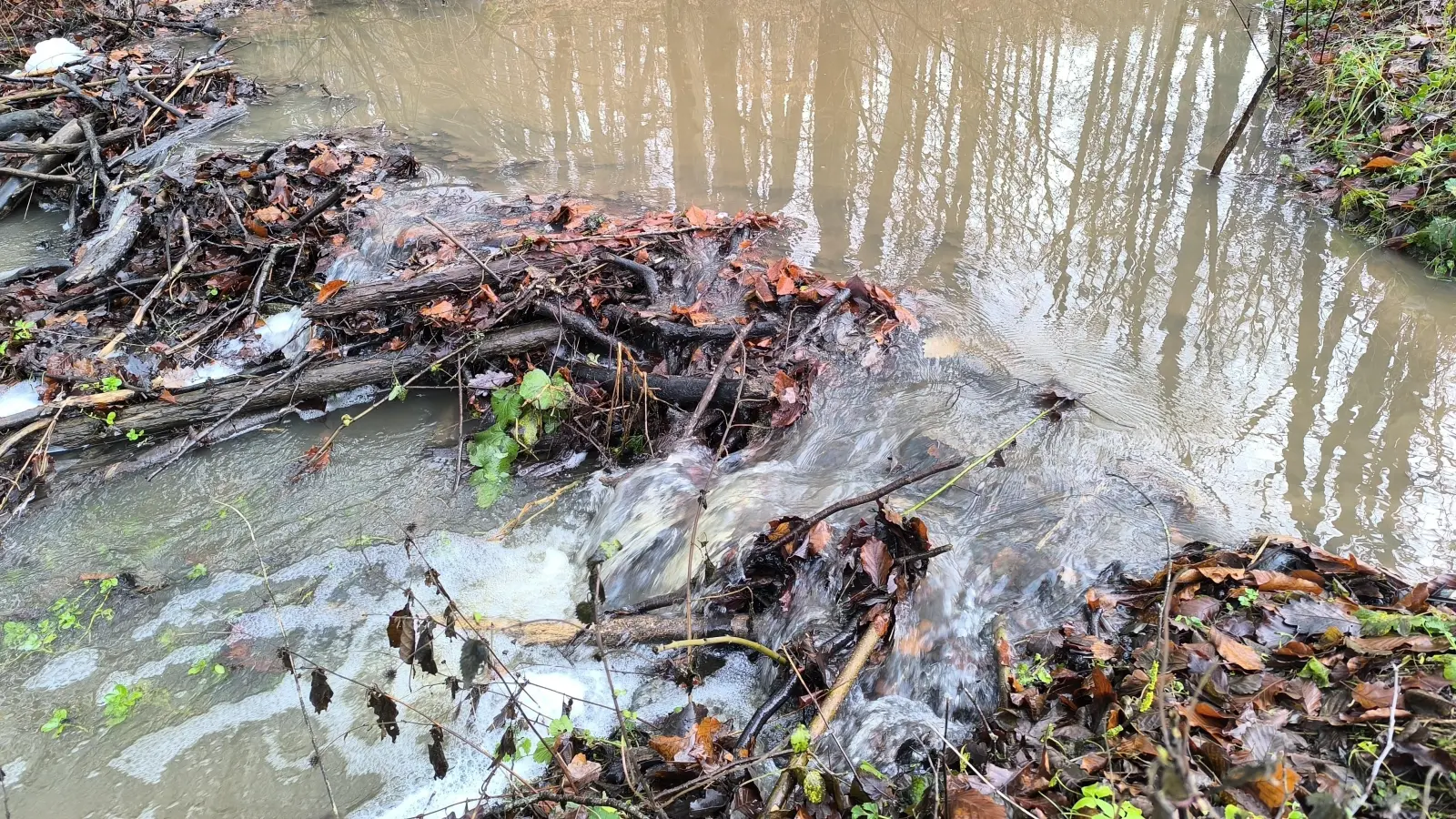 Biber lassen sich selten blicken, aber sie bauen unermüdlich wie hier im Dombachtal an ihren Dämmen. Das führt zu Konflikten, die mithilfe der Biberberater gelöst werden können. (Foto: Thomas Schaller)