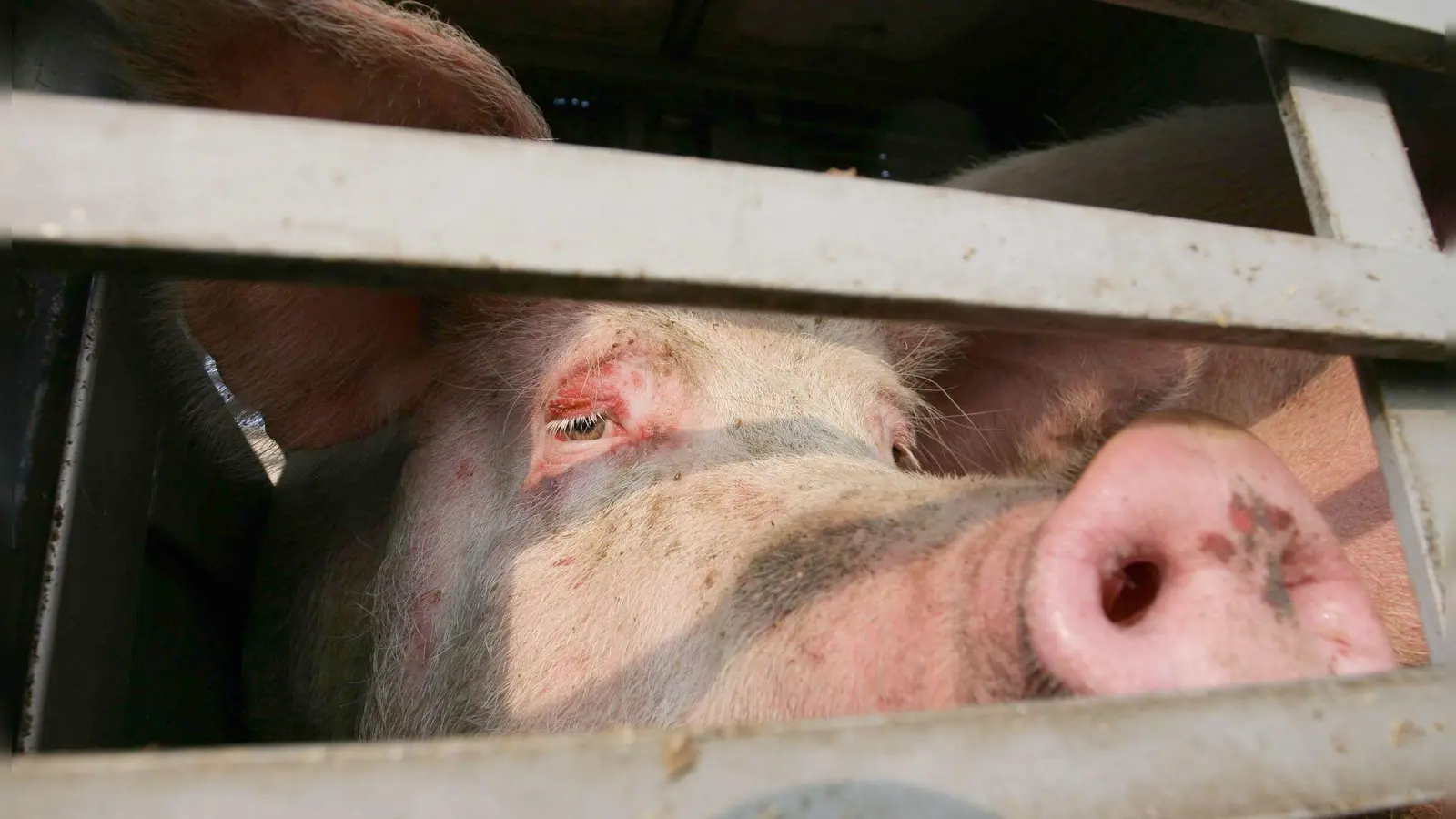 Auf der A70 mussten 160 Schweine in einen anderen Transporter umgeladen werden. (Symbolbild) (Foto: Peter Steffen/dpa)