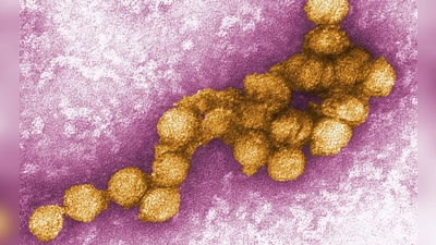 Die Weltgesundheitsorganisation (WHO) hatte erst kürzlich wegen mehrerer Erkrankungen an West-Nil-Fieber in Südeuropa zu verstärkter Wachsamkeit aufgerufen. (Foto: Cynthia Goldsmith/CENTERS FOR DISEASE CONTROL/EPA/dpa)