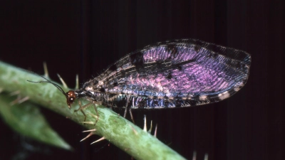 Bachhafte gibt es fast nur entlang naturnaher Bächen zu finden, wie dieses Exemplar an der Mettlach bei Flachslanden. (Foto: Ulrich Meßlinger)