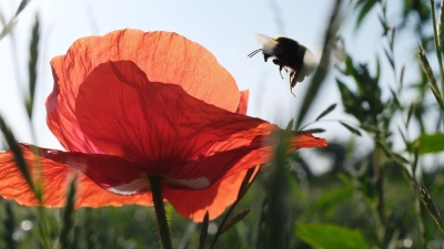 Pünktlich zum kalendarischen Sommeranfang an diesem Samstag steht Deutschland ein heißes Wochenende bevor. (Foto: Sebastian Willnow/dpa)