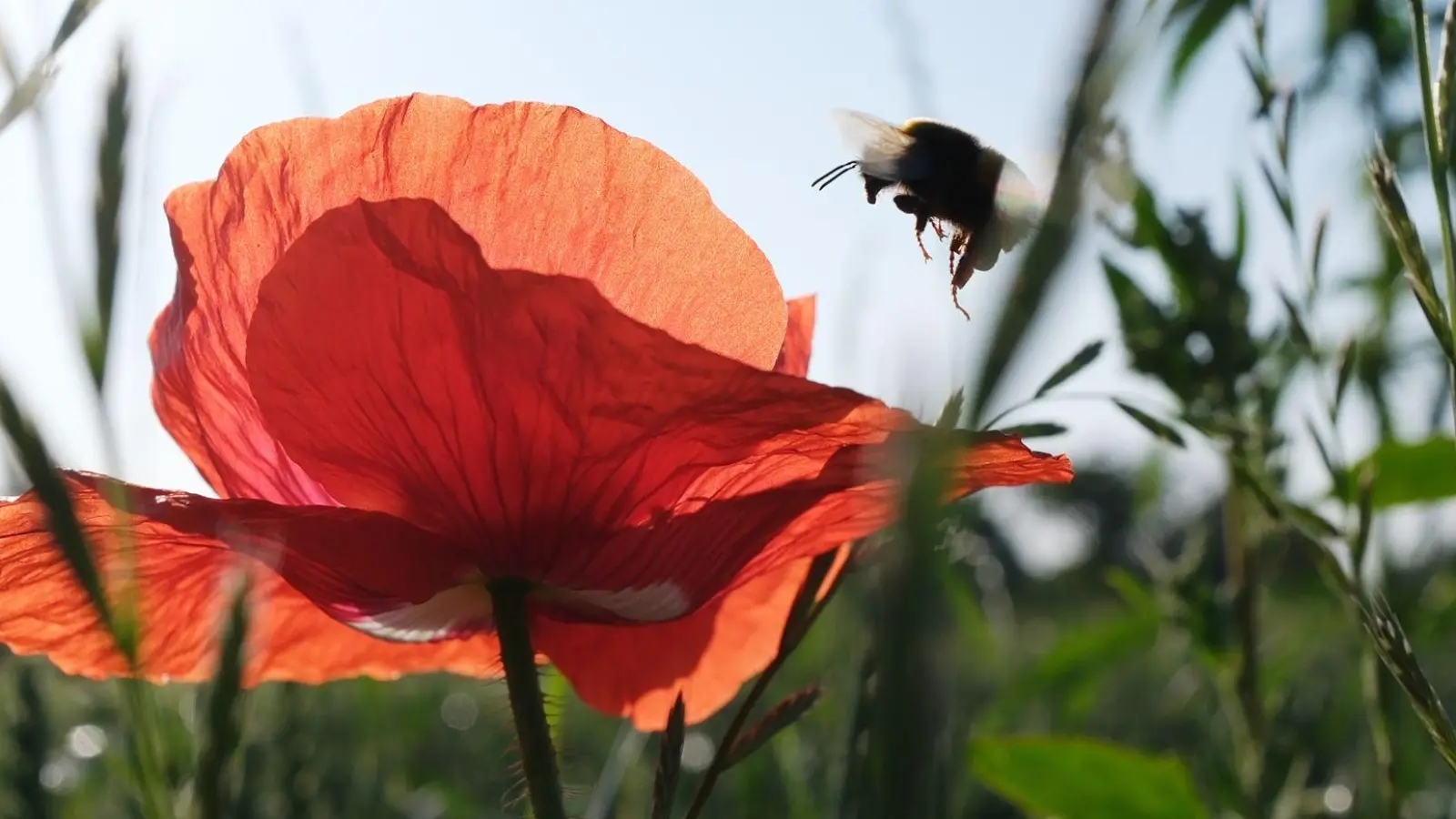 Pünktlich zum kalendarischen Sommeranfang an diesem Samstag steht Deutschland ein heißes Wochenende bevor. (Foto: Sebastian Willnow/dpa)