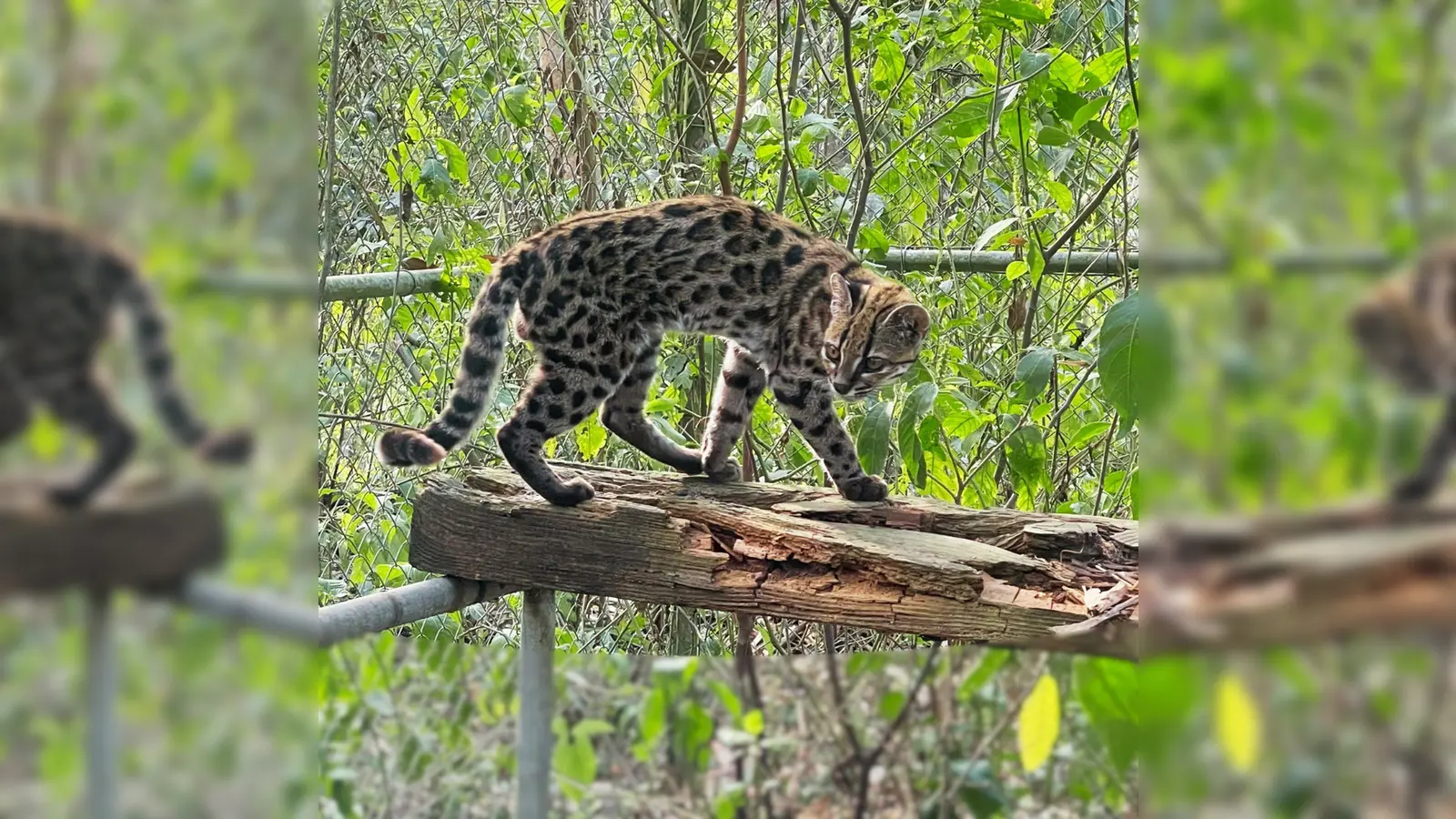 Ein Leopardus tilcayo lebt im Tierheim „La Senda Verde“. (Foto: Paola Nogales-Ascarrunz/dpa)