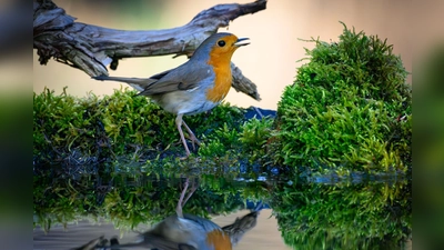 Der Gesang des Rotkehlchens ist eine Abfolge hoher Töne, die laut Nabu in einer perlenden Strophe enden. (Symbolbild) (Foto: Patrick Pleul/dpa)