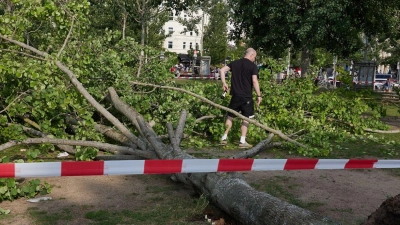 Die umgestürzte Pappel liegt im Berliner Mauerpark. Die Feuerwehr war eigenen Angaben zufolge mit 55 Einsatzkräften unterwegs. (Foto: Jörg Carstensen/dpa)