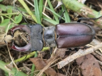 Ab ins Unterholz - gesehen in Burgbernheim (Foto: Ulrike Schlund)