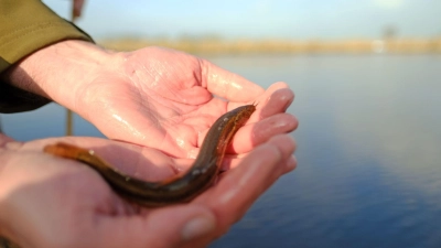 Ein Schlammpeitzger sieht nicht gerade aus wie ein typischer Fisch. (Symbolbild) (Foto: Markus Hibbeler/dpa)