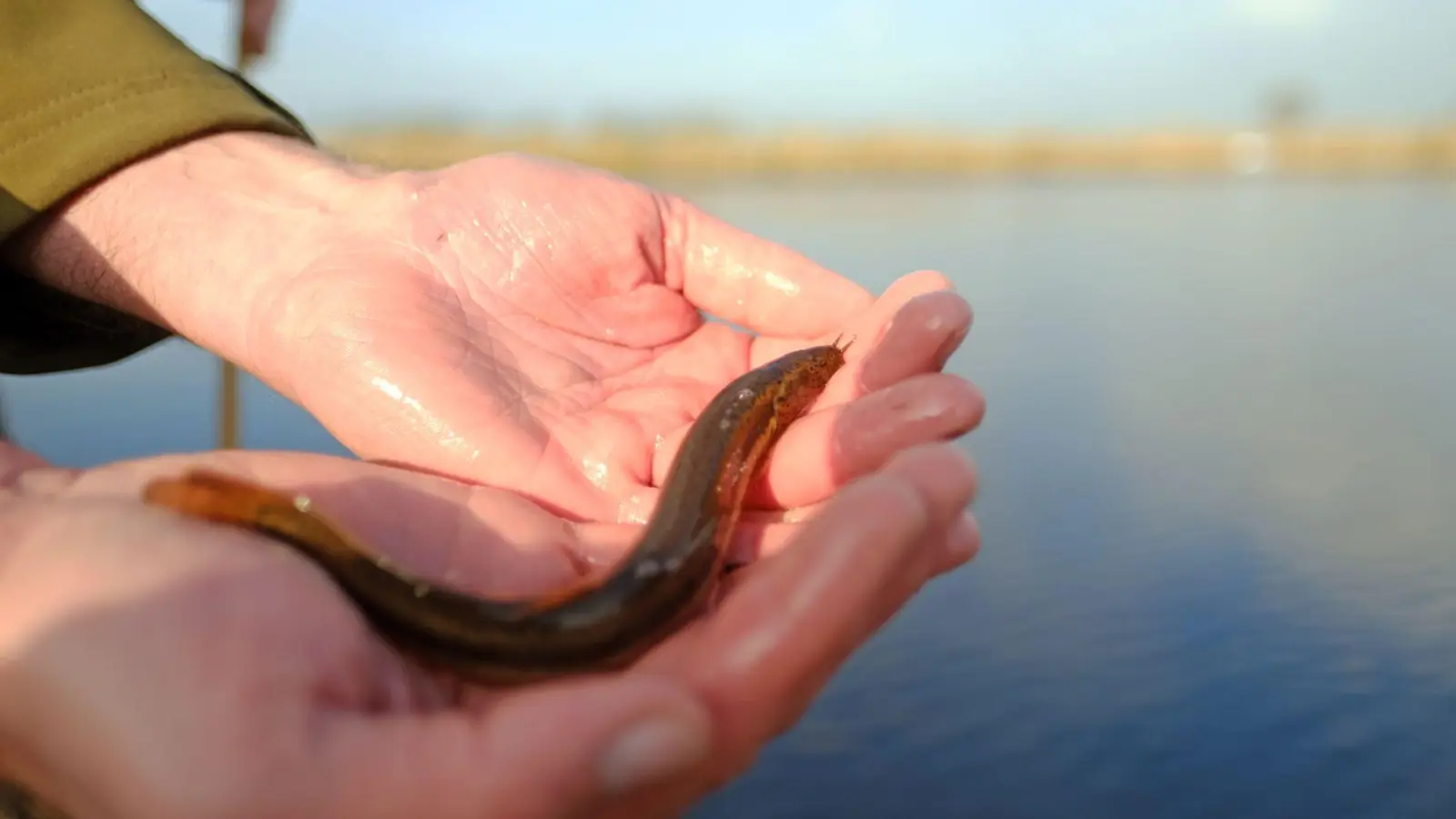 Ein Schlammpeitzger sieht nicht gerade aus wie ein typischer Fisch. (Symbolbild) (Foto: Markus Hibbeler/dpa)
