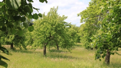 Eine Wiese in Elsterberg im Vogtland ist eine von insgesamt elf Kandidaten im Streuobstwiesenwettbewerb. (Foto: Katrin Mädler/dpa-Zentralbild/dpa)