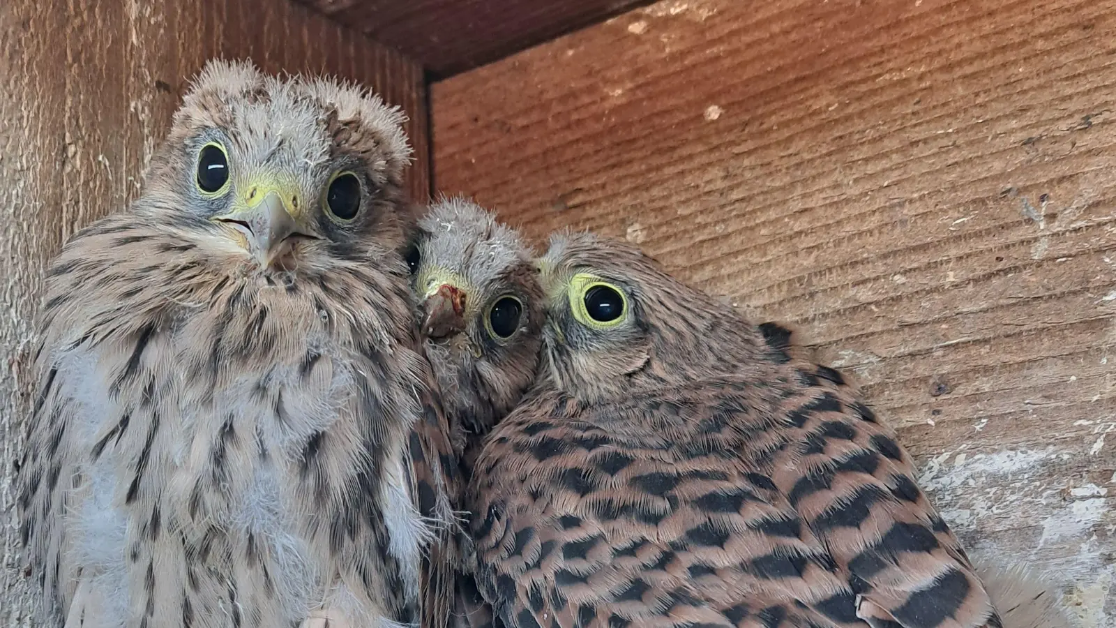 Turmfalken wie diese wohnen auch in Bruckberg. Welchen Platz sich die Tiere zum Brüten ausgesucht haben, ist strittig. (Foto: Alexander Biernoth)