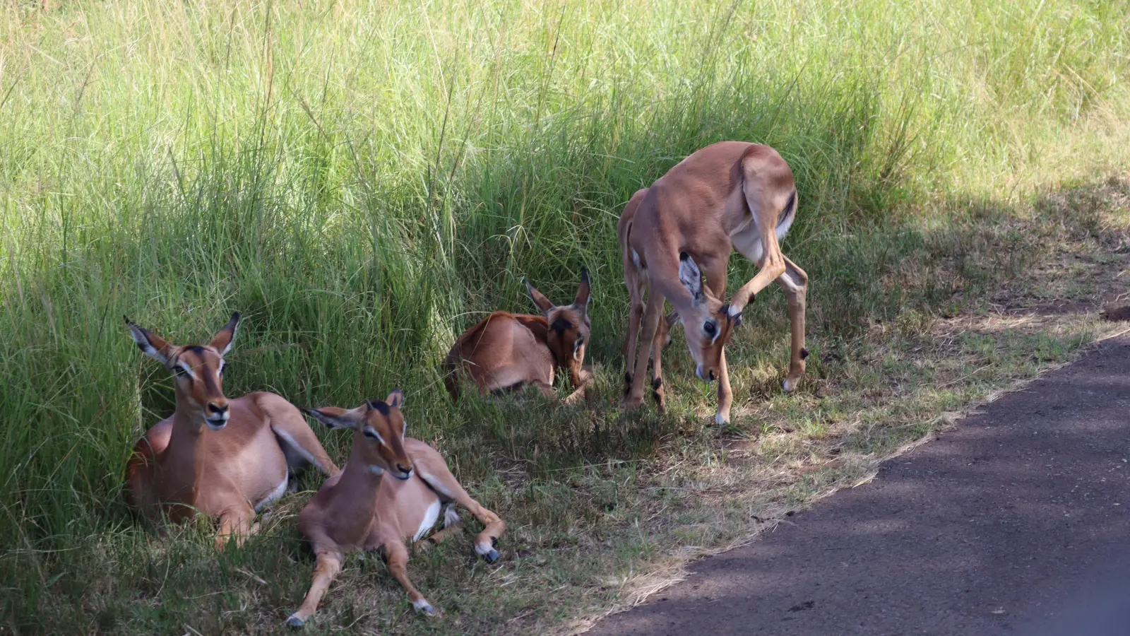 Der Hluhluwe-iMfolozi Park gehört zu den ältesten Wildreservaten Afrikas. Hier geht es ganz früh auf Safari im Jeep. In der üppigen Vegetation des südafrikanischen Sommers können sich die Tiere gut verstecken. Aber es gibt trotzdem genug zu sehen. Zum Beispiel Impalas am Wegesrand. Diese Antilopenart ähnelt unseren Rehen. (Foto: Gudrun Bayer)