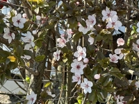 Erste Heckenblüten - gesehen in Steinsfeld (Foto: Karl-Heinz Mayerhofer )