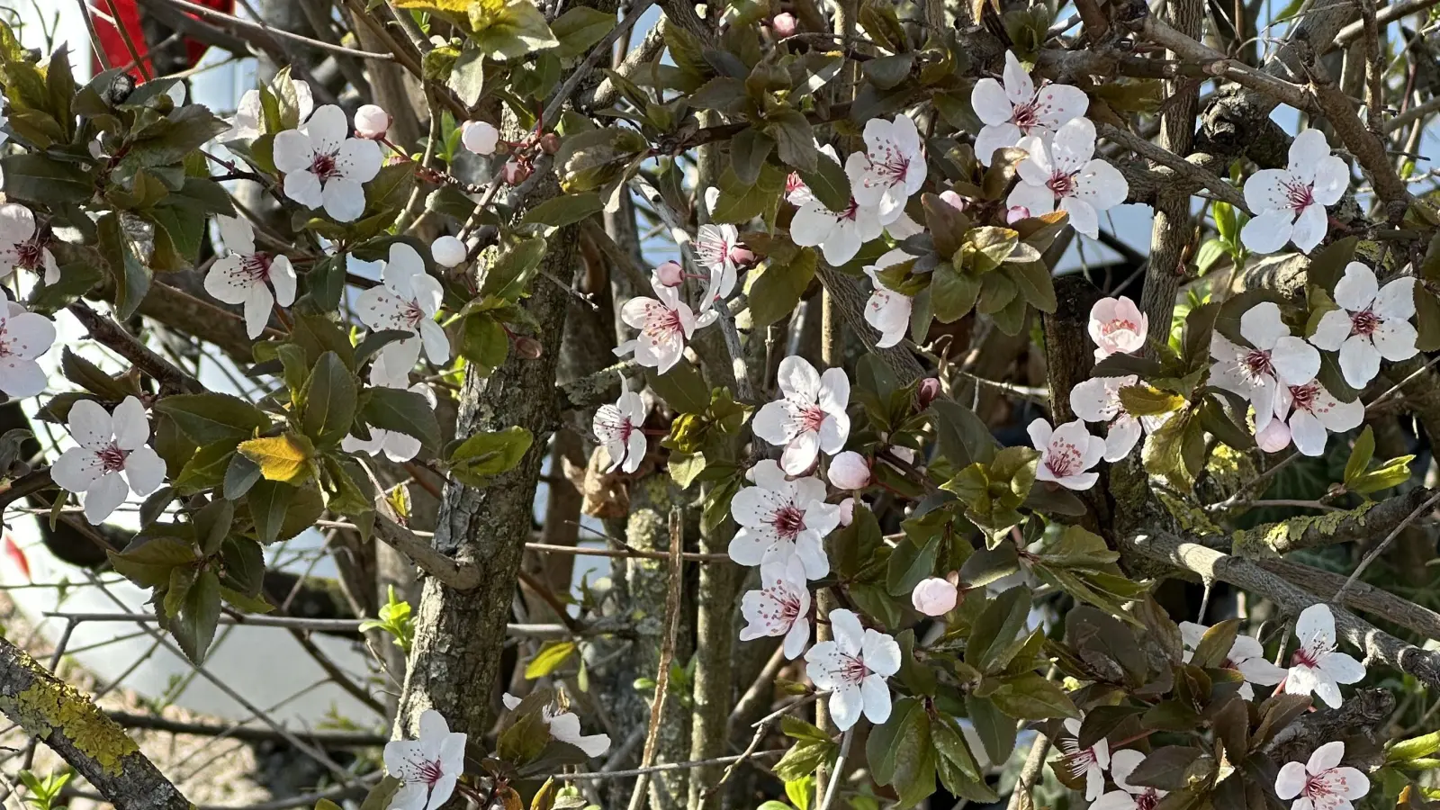 Erste Heckenblüten - gesehen in Steinsfeld (Foto: Karl-Heinz Mayerhofer )