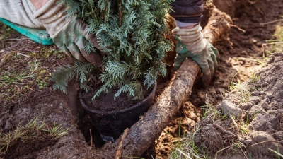 Ein Gartenbaubetrieb hat keinen Anspruch auf Vergütung, wenn er ohne ausdrücklichen Auftrag eine Grundstücksgrenze bepflanzt. (Foto: Christin Klose/dpa-tmn)
