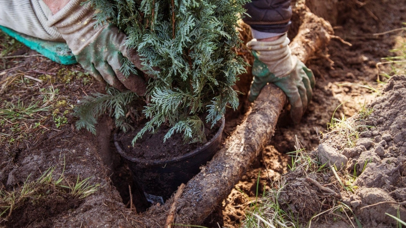 Ein Gartenbaubetrieb hat keinen Anspruch auf Vergütung, wenn er ohne ausdrücklichen Auftrag eine Grundstücksgrenze bepflanzt. (Foto: Christin Klose/dpa-tmn)
