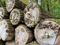 Pilz trifft auf Baum - gesehen bei Rothenburg (Foto: Herbert Kolb)