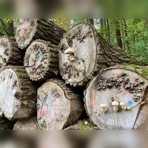 Pilz trifft auf Baum - gesehen bei Rothenburg (Foto: Herbert Kolb)