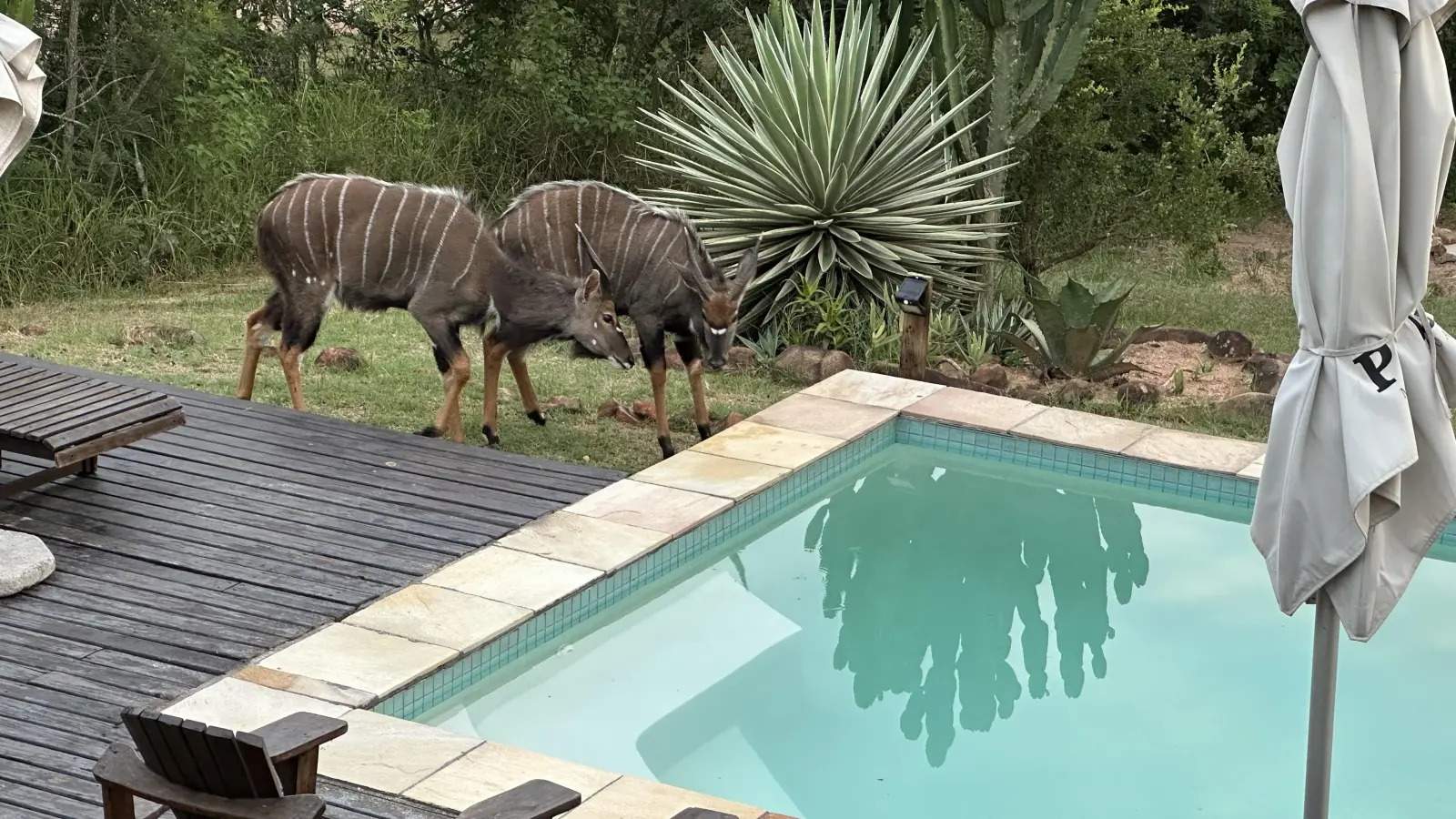 Und auch wenn das Hotel außerhalb des Kruger-Parks liegt, kommt es auch hier zu ungewöhnlichen Begegnungen. (Foto: Gudrun Bayer)