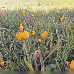Tulpen im Weinberg - gesehen in Bad Windsheim (Foto: Birgit Schüsterl)