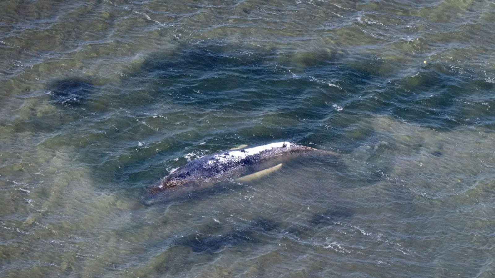 Wale in der Ostsee sind nicht ungewöhnlich. (Archivbild) (Foto: Philip Dulian/dpa)