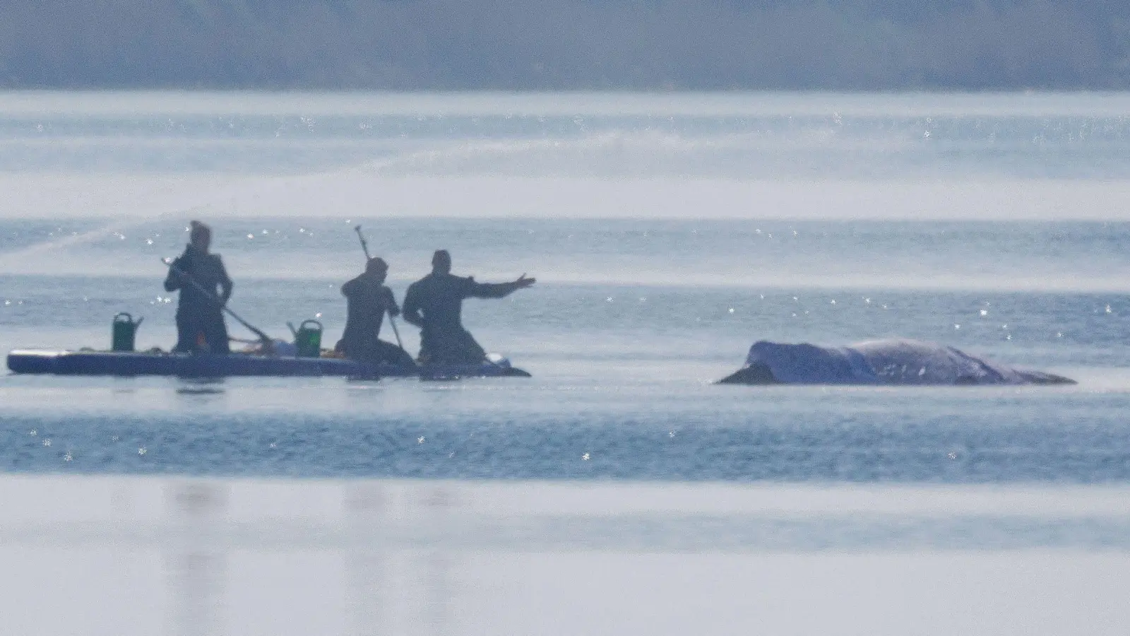 Eine private Initiative hat mit einem Rettungsversuch begonnen. (Foto: Jens Büttner/dpa)