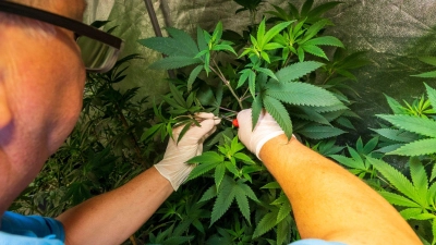 Acht Cannabis-Clubs wurden genehmigt - der von Wenzel Cerveny nicht.  (Foto: Peter Kneffel/dpa)