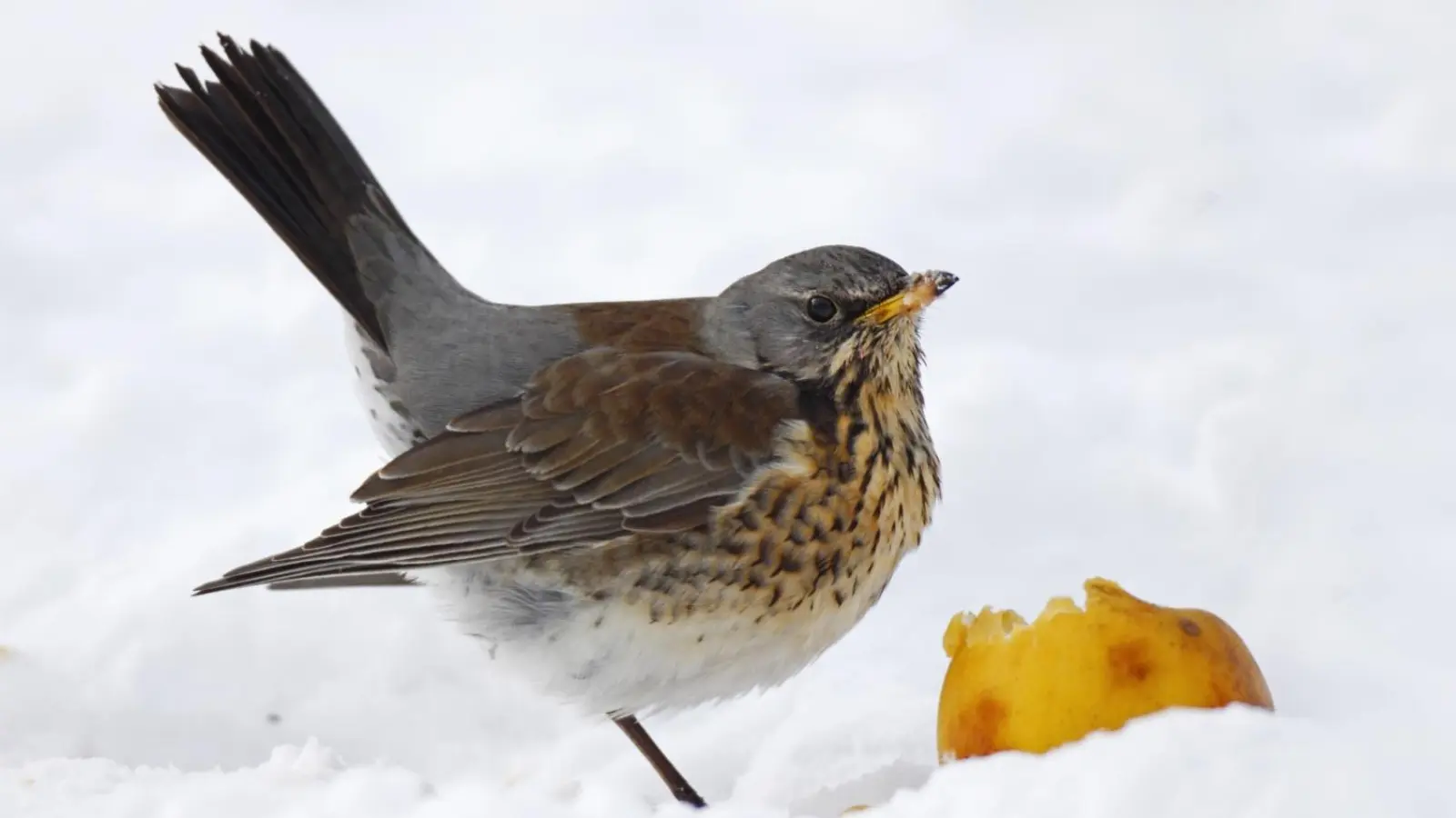 Kommt auch gerne mal im Garten zu Besuch: die Wacholderdrossel.  (Foto: Marcus Bosch/LBV Bildarchiv)