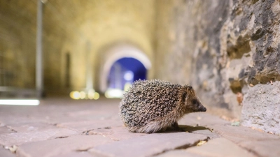 Igel finden in Städten oft nicht mehr ausreichend Insekten. (Foto: Julian Stratenschulte/dpa/dpa-tmn)