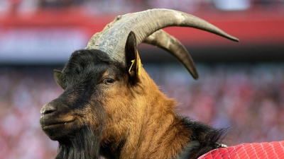 Geißbock Hennes IX. ist bereits in neunter Generation beim FC Köln.  (Foto: Marius Becker/dpa)