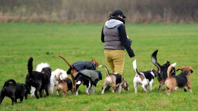 Im Rudel Gassi gehen? Wer einen solchen Service für seinen Hund bucht, kann die Kosten dafür in bestimmten Fällen steuerlich geltend machen. (Foto: Carsten Rehder/dpa)