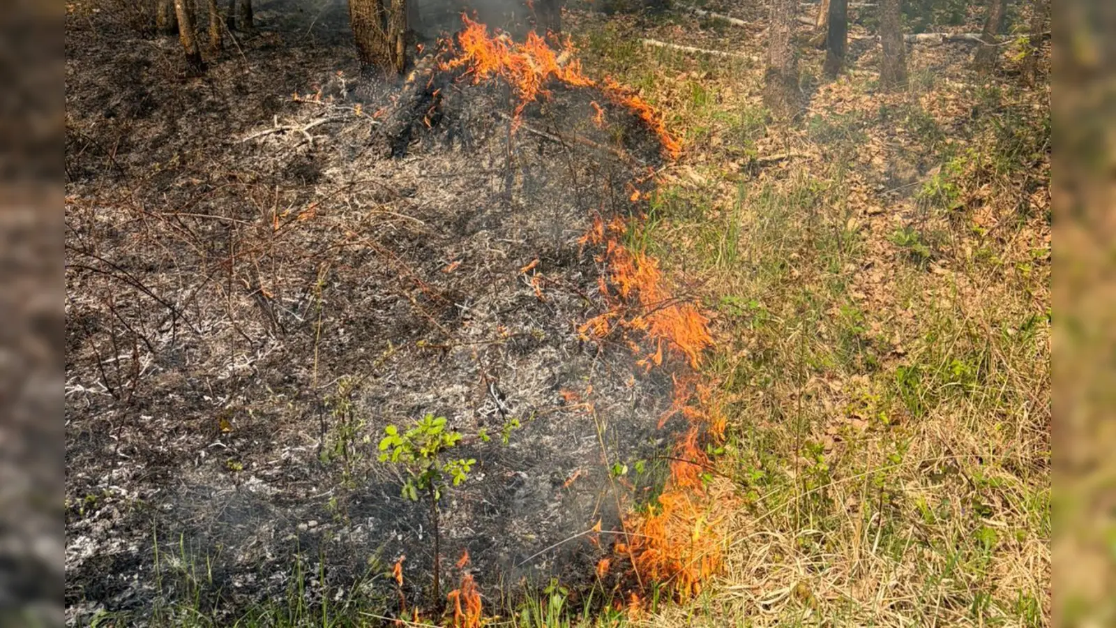 Die Flammen fraßen sich auf dem Waldboden auf einer Fläche von rund 300 mal 400 Metern voran.  (Foto: Freiwillige Feuerwehr Ansbach)