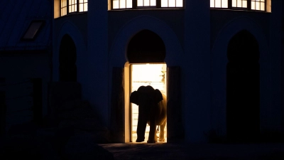 Die Elefanten im Tierpark Hellabrunn müssen sich nun neu sortieren. (Archivbild) (Foto: Sven Hoppe/dpa)
