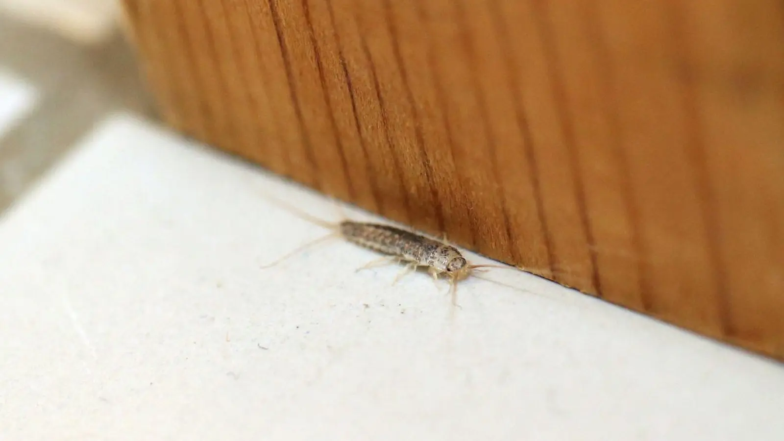 Ein Silberfischchen im Bad stellt noch keinen Befall dar. Bei 10 bis 15 Silberfischcehn sieht die Sachlage schon anders aus. (Foto: Mascha Brichta/dpa-tmn)