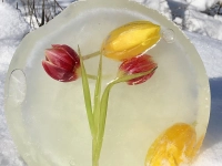 Bunte Eisblumen - gesehen bei Neustadt (Foto: Barbara Nitsche)