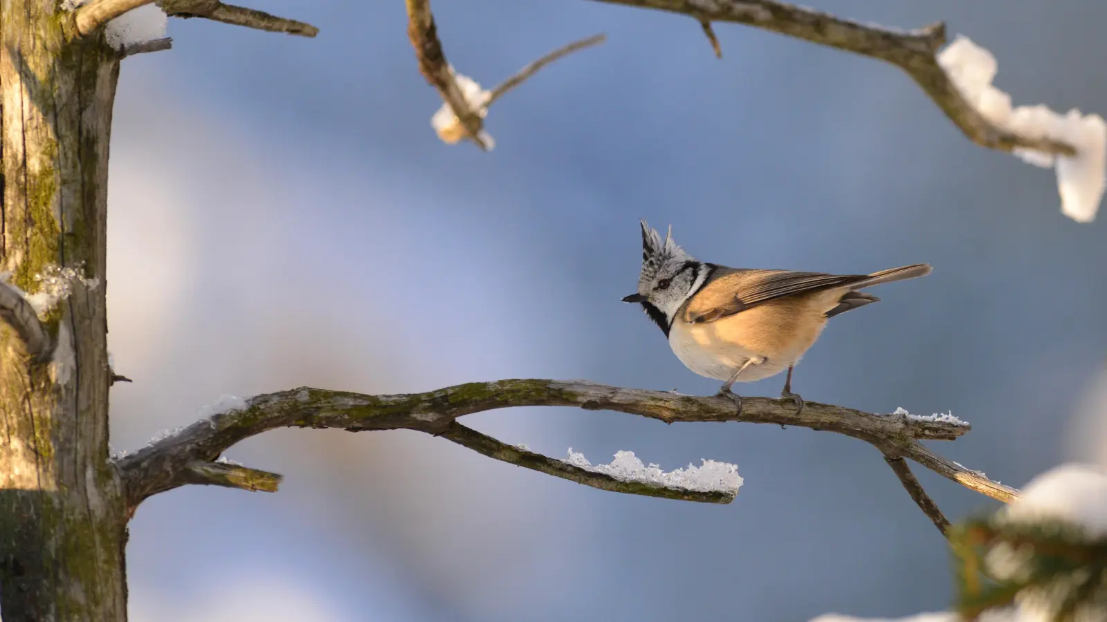 Eine Haubenmeise hält Ausschau nach einer geeigneten Futterquelle. (Foto: Olaf  Broders/LBV-Bildarchiv)