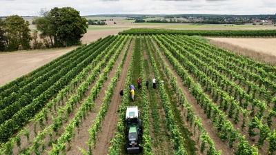 Trotz eines Rückgangs wegen des Wetters kommt fast die Hälfte des deutschen Weins aus Rheinhessen und der Pfalz.  (Foto: Lando Hass/dpa)