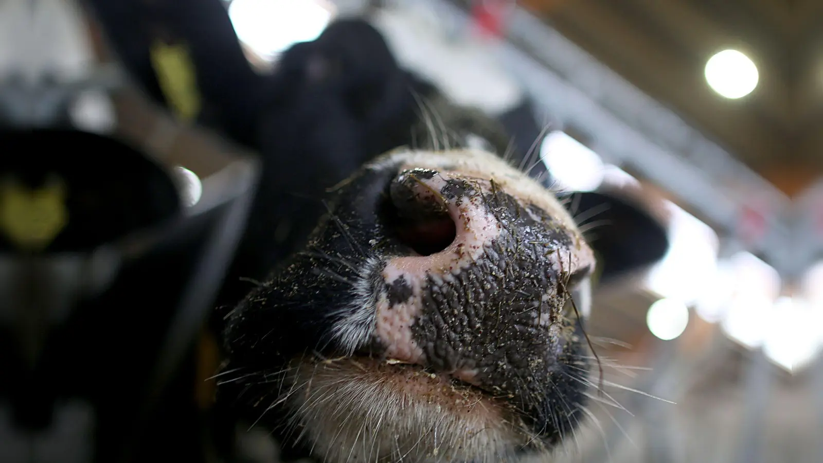Erstmals sind in Europa bei einer Kuh Antikörper gegen die Vogelgrippe festgestellt worden. (Symbolbild) (Foto: Oliver Berg/dpa)