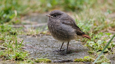 Ein junger Hausrotschwanz sitzt alleine auf der Wiese. Vogelschützer raten hier zur Vorsicht. Meist ist die Mutter nicht weit. (Foto: Andreas Hartl/LBV Bildarchiv)