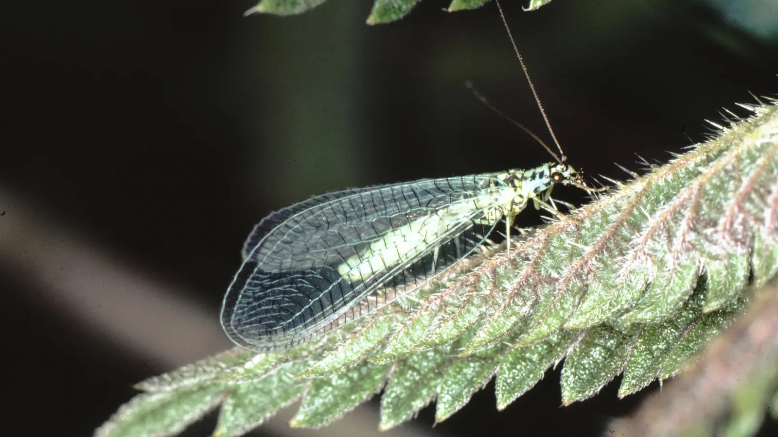 Bei den Florfliegen sind die durchscheinenden, deutlich geaderten, schillern-<br>den Flügeln besonders gut zu erkennen. (Foto: Ulrich Meßlinger)