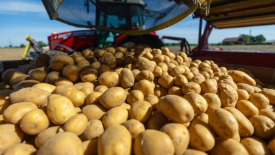 Rund 3,11 Millionen Tonnen Kartoffeln könnten fehlen. (Archivbild) (Foto: Christoph Schmidt/dpa)